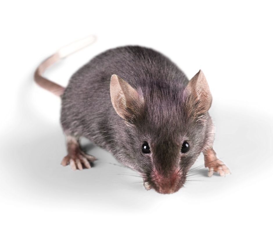 rodent-control